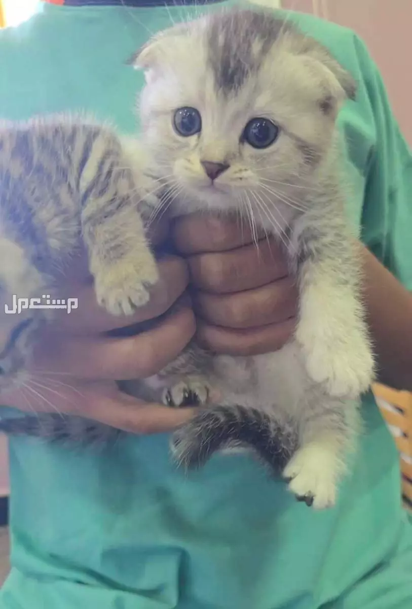 سكوتش بيور كتن 37 يوم للبيع جده