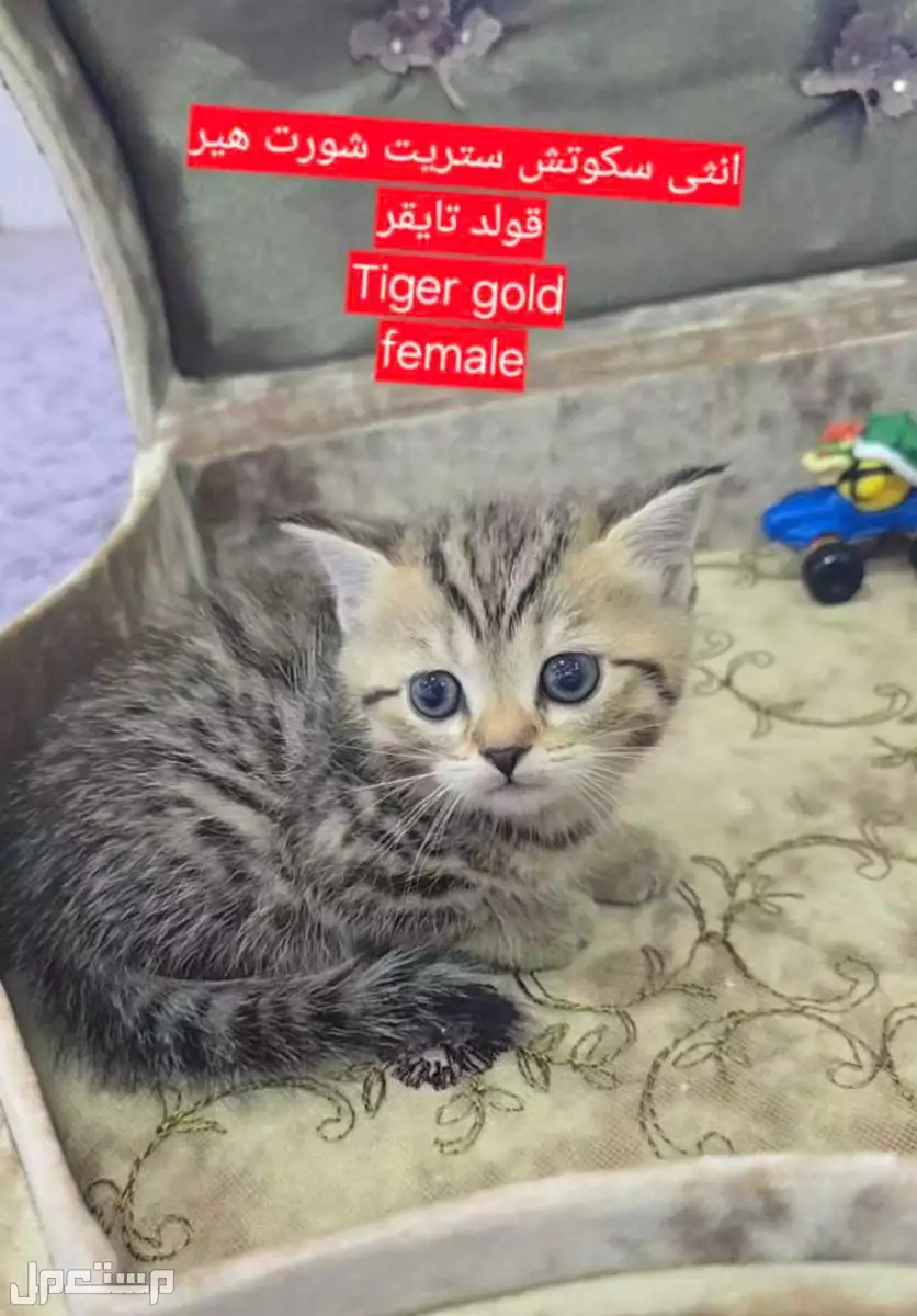 سكوتش بيور كتن 37 يوم للبيع جده