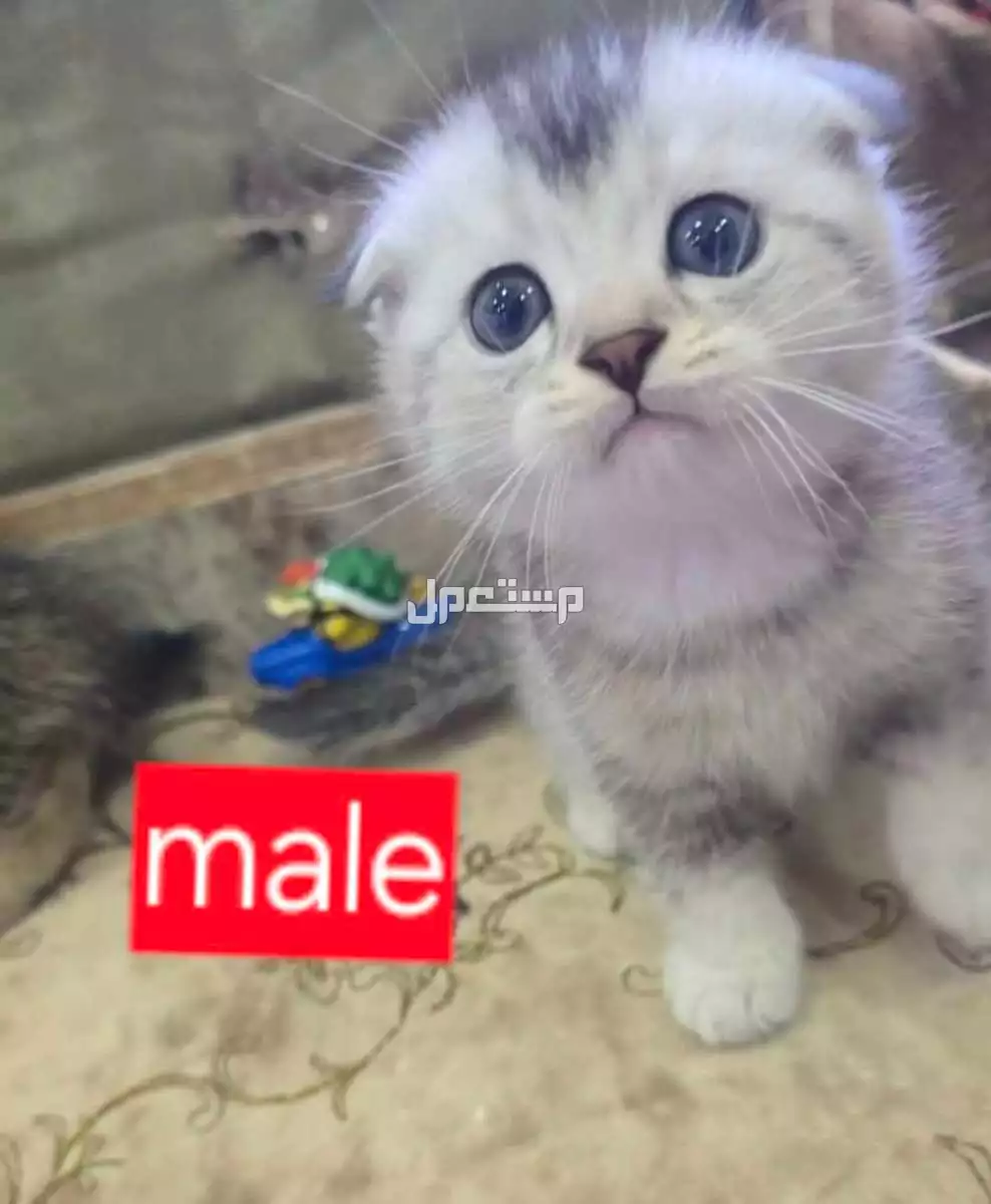 سكوتش بيور كتن 37 يوم للبيع جده