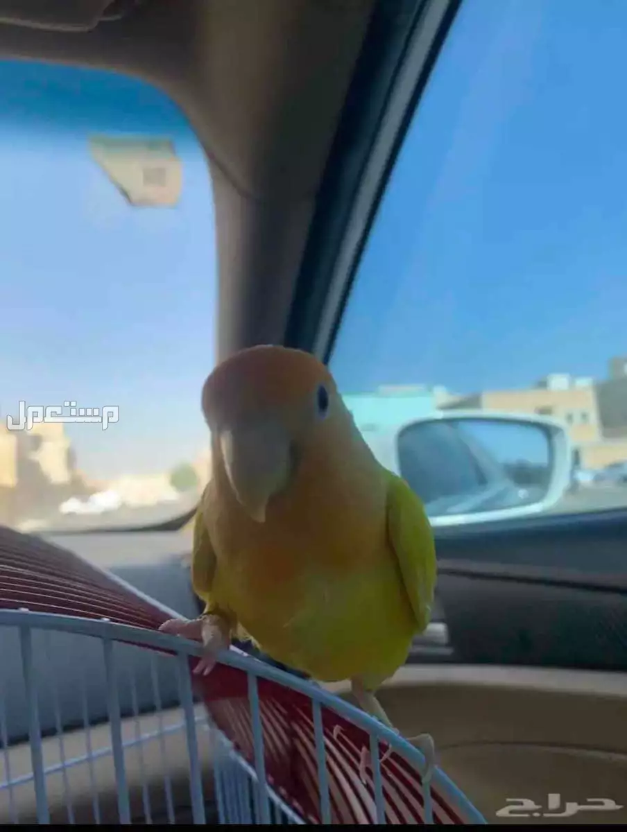 عصفور روز للبيع ب سعر 200  مع القفص والاكل 250 مع شرط ارسال صوره كل شهر لها