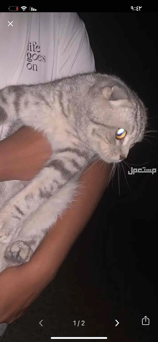 قطه سكوتش فولد رمادي للتواصل الجاد يجي