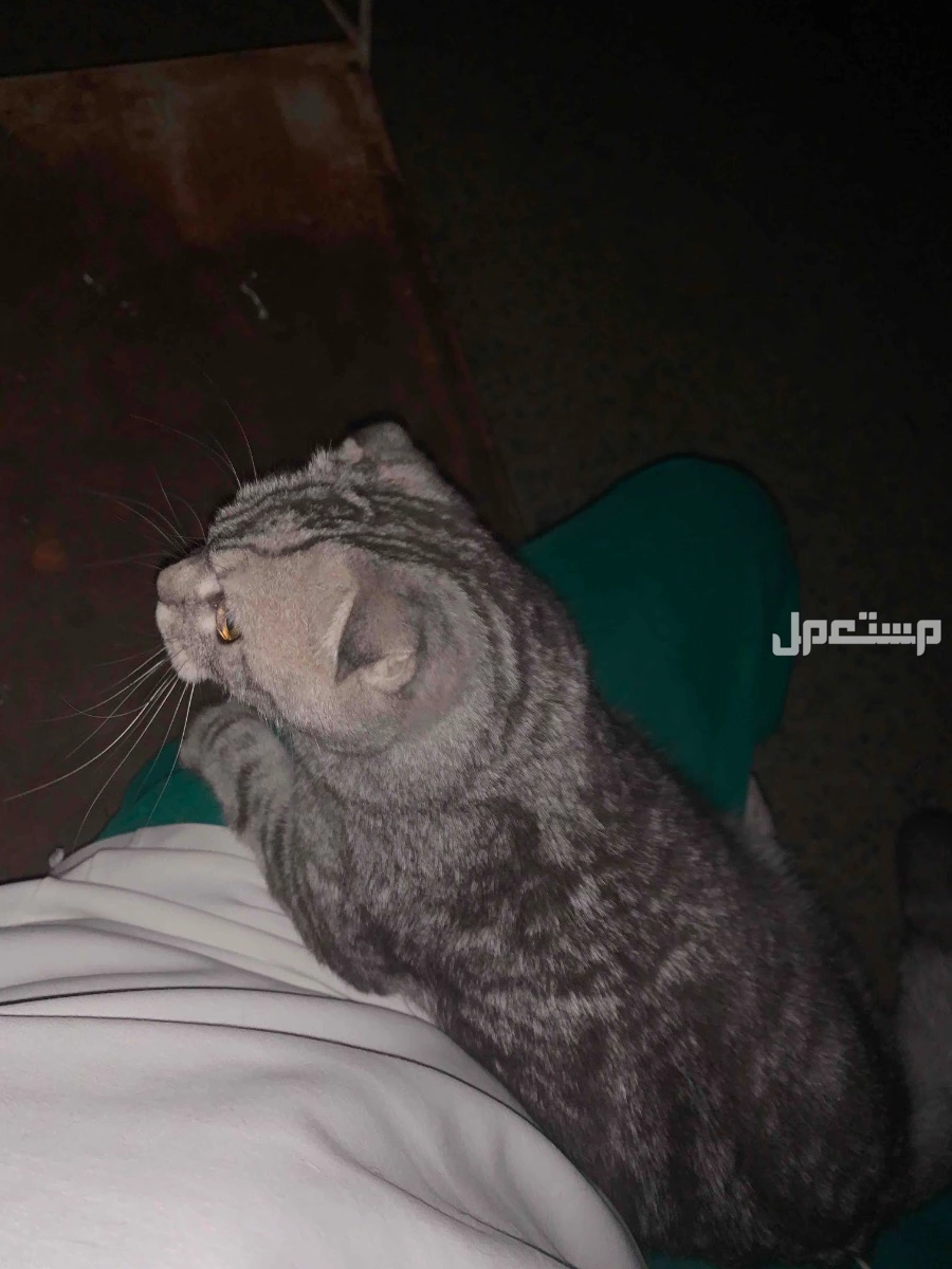 قطه سكوتش فولد رمادي للتواصل الجاد يجي