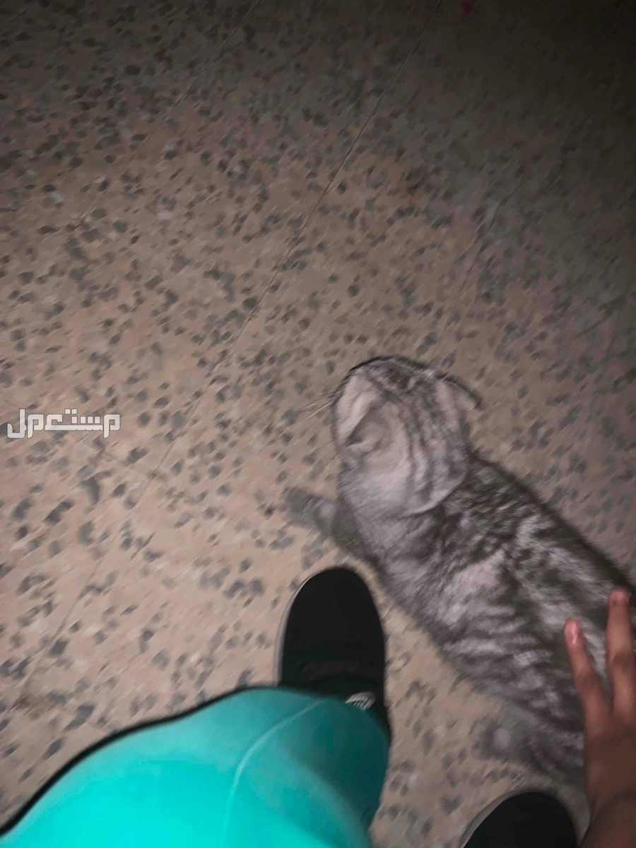 قطه سكوتش فولد رمادي للتواصل الجاد يجي