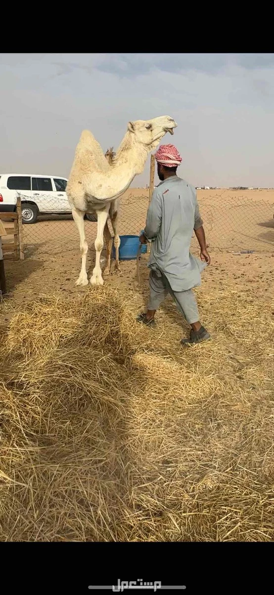 لقحات وضح طيبه الموقع نجران السعر 10500