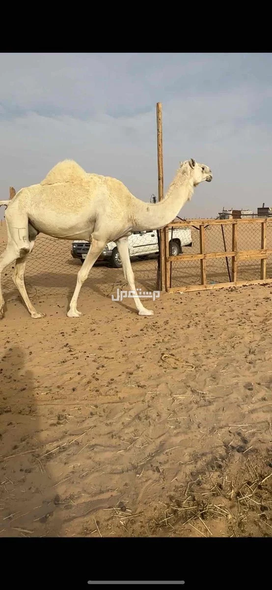 لقحات وضح طيبه الموقع نجران السعر 10500