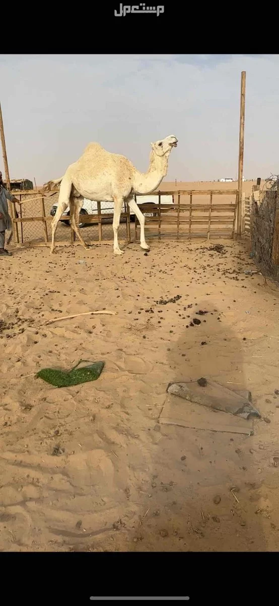 لقحات وضح طيبه الموقع نجران السعر 10500