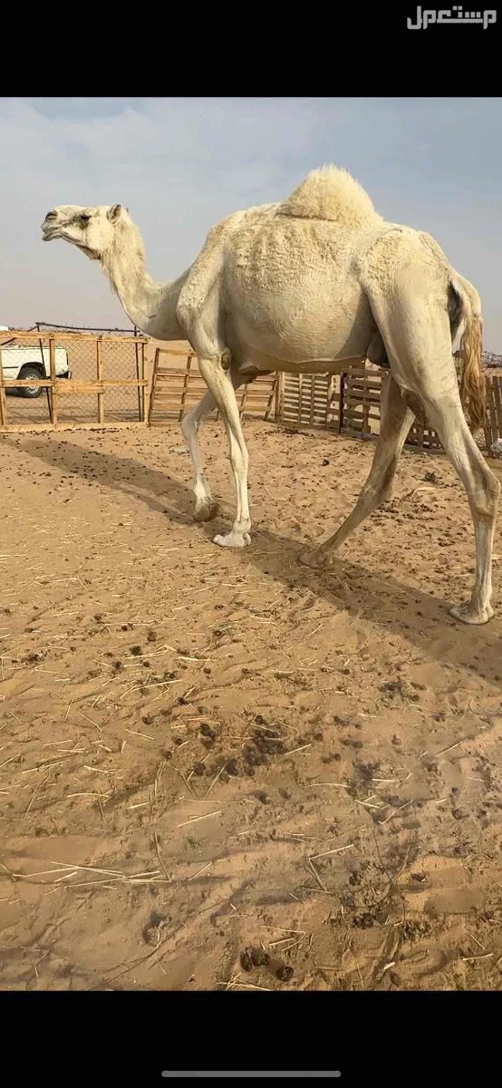 لقحات وضح طيبه الموقع نجران السعر 10500