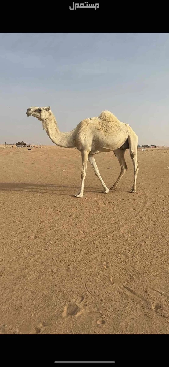 لقحات وضح طيبه الموقع نجران السعر 10500