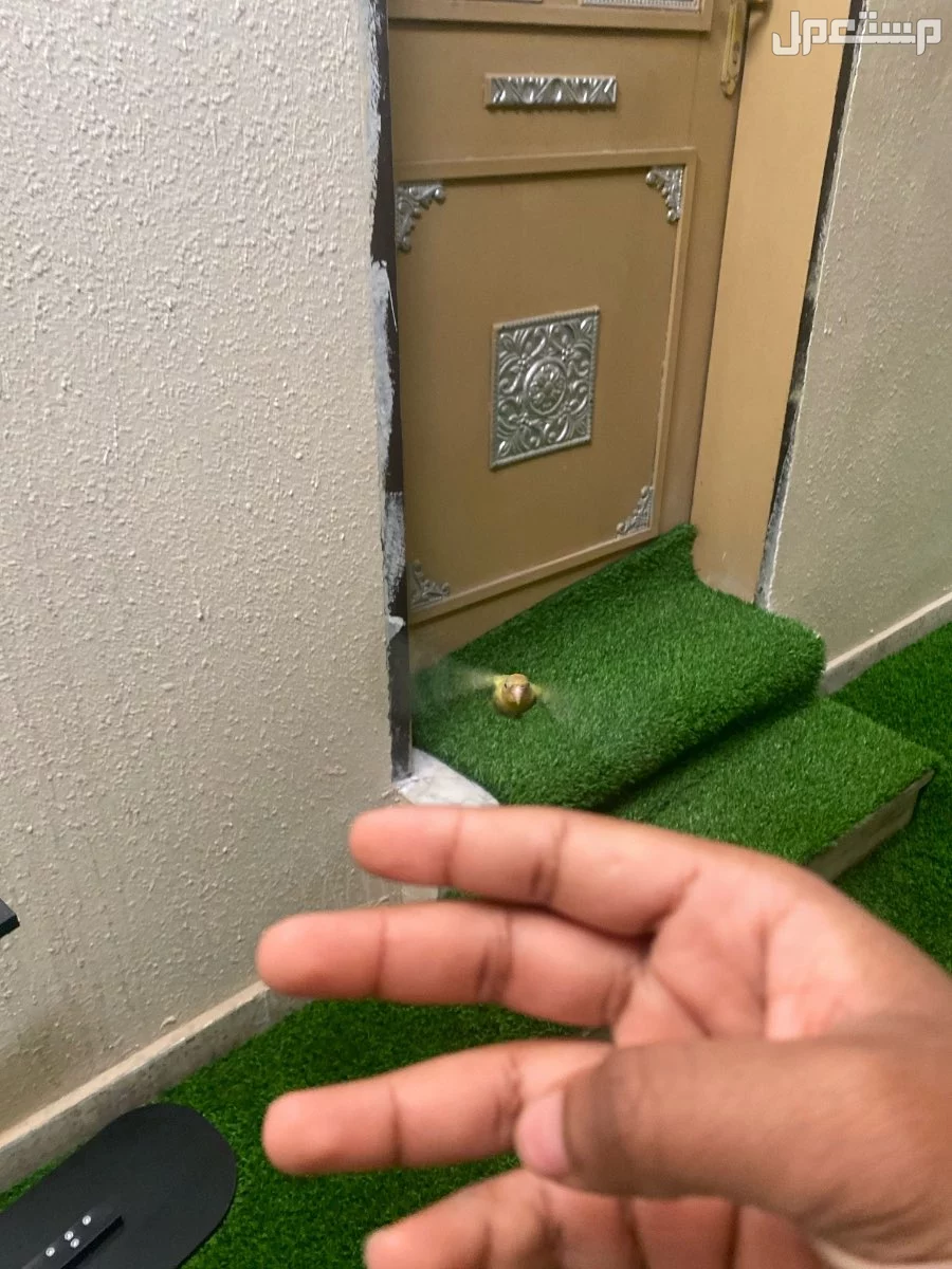 روز لونه نادر اليف هدد نشبه  في الرياض بسعر 250 ريال سعودي