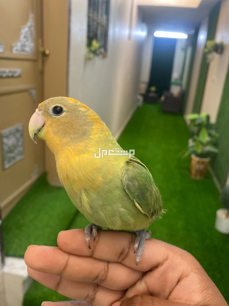 روز لونه نادر اليف هدد نشبه  في الرياض بسعر 250 ريال سعودي