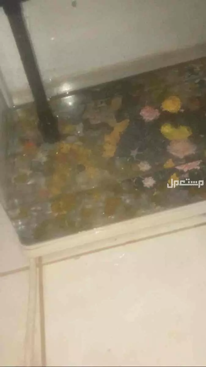حوض سمك للبيع في الرياض بسعر 250 ريال سعودي