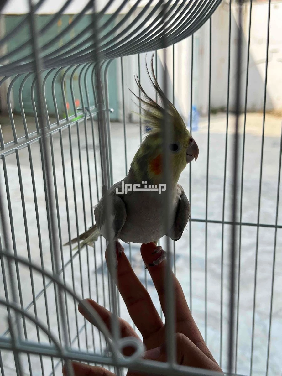 انثى كروان اليفه ومنتجه للبيع بجده