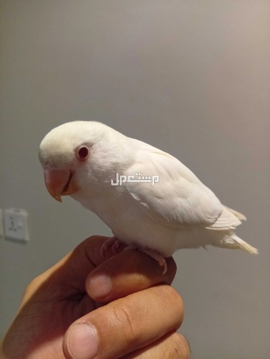 للبيع روز االلبينو الليلف في الدمام