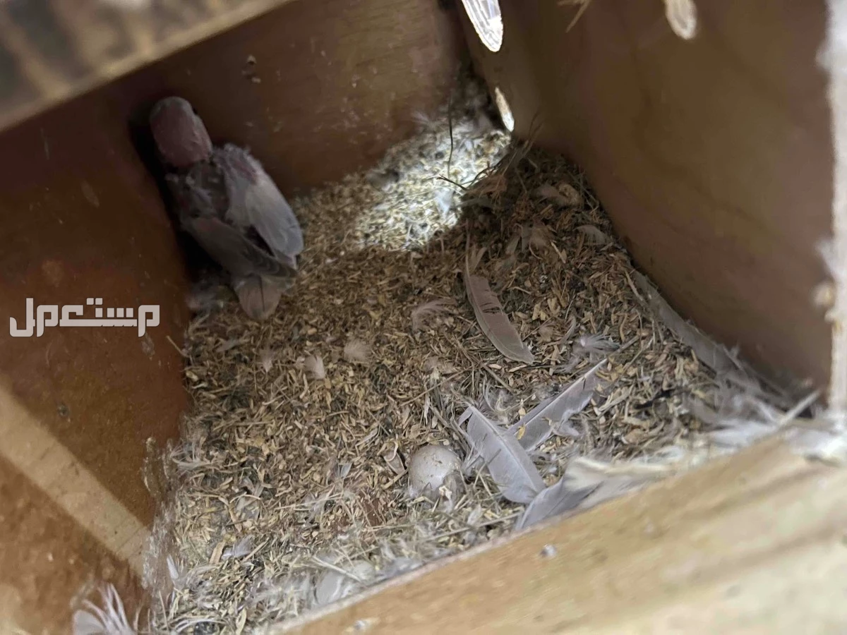 جوز روز البينو عيون حمرا معا فروخه عدد 2 للبيع بالقنفذة القوز