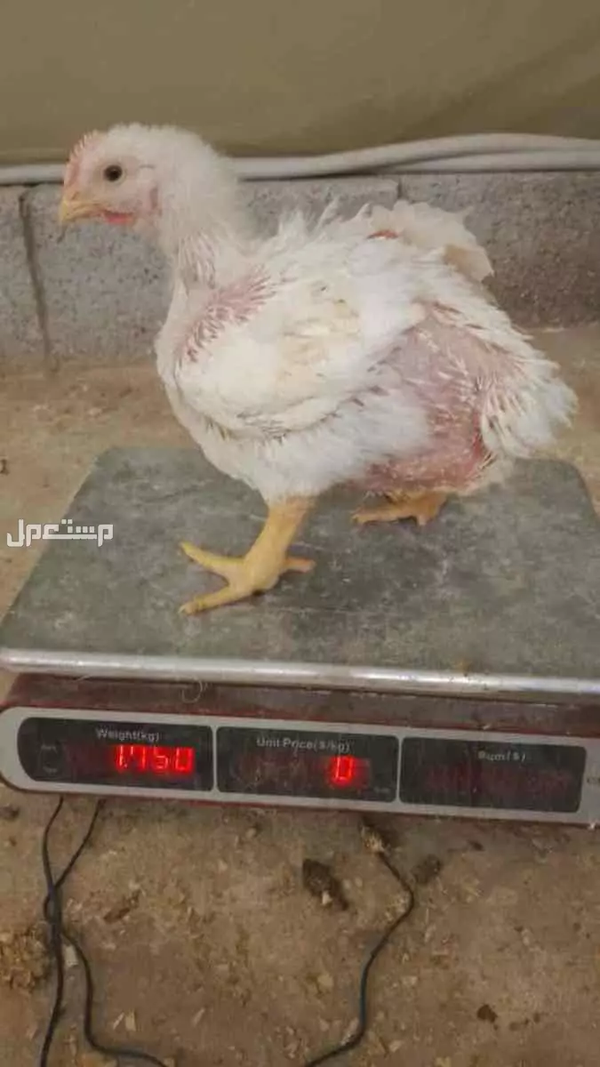 دجاج لاحم  للبيع الموقع ضرما العارضية ب 9 ريال