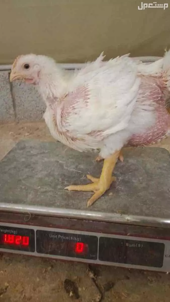 دجاج لاحم  للبيع الموقع ضرما العارضية ب 9 ريال