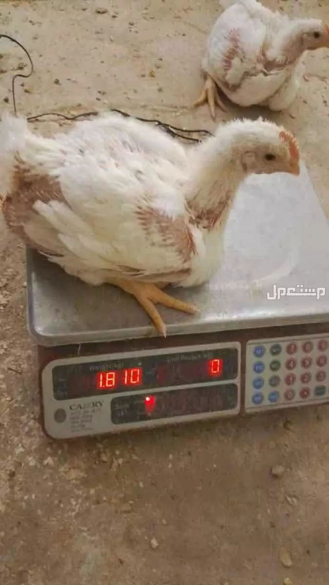 دجاج لاحم  للبيع الموقع ضرما العارضية ب 9 ريال