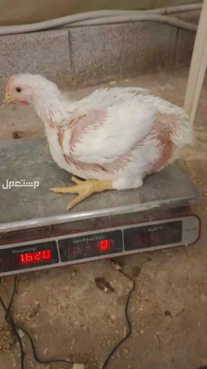 دجاج لاحم  للبيع الموقع ضرما العارضية ب 9 ريال