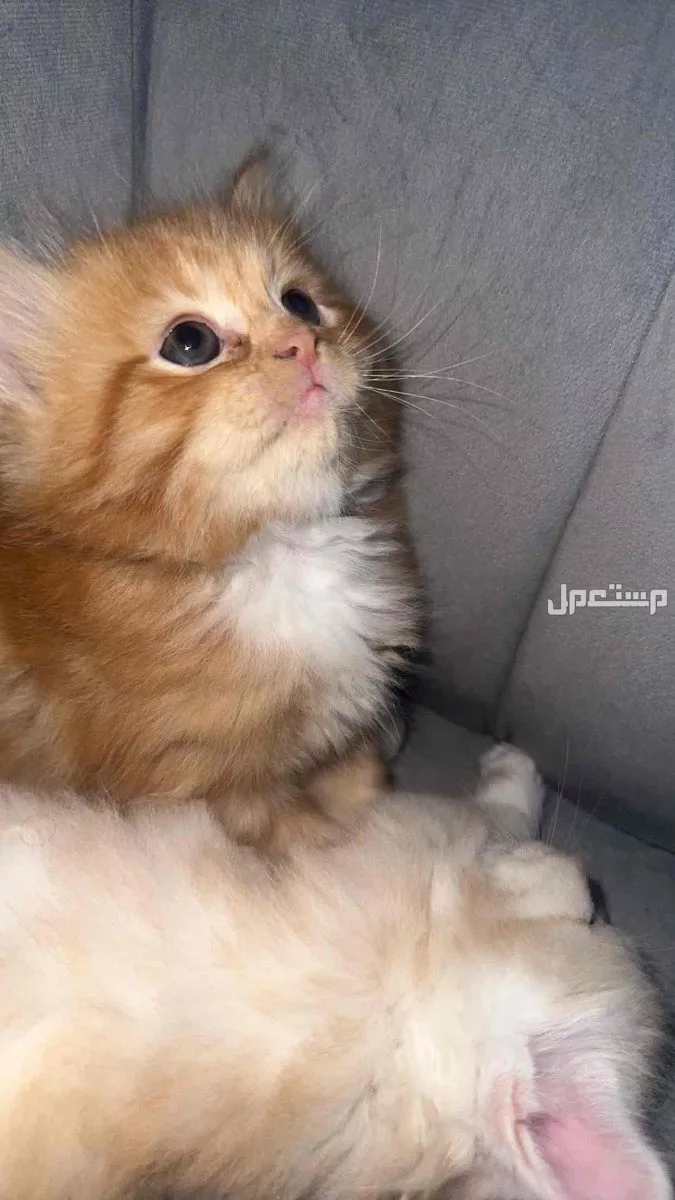 قطط شيرازي للبيع بعمر شهر بسعر 500