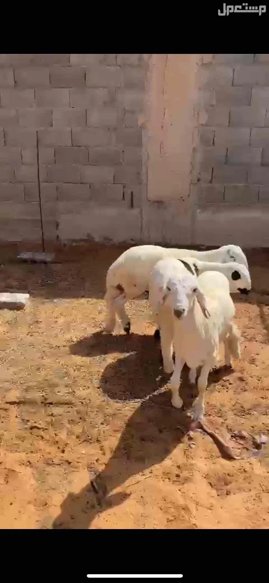 للبيع غنم سواكن جذعان  بسعر 1350