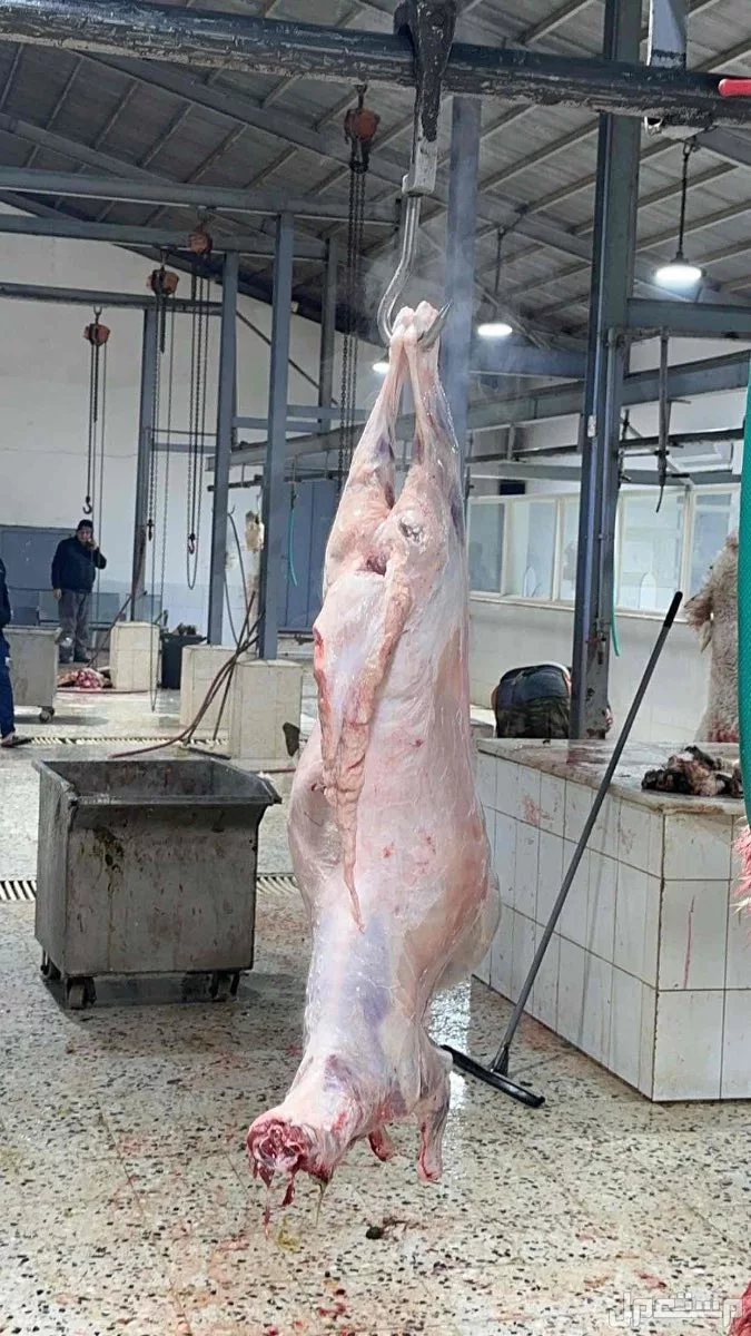 للبيع غنم سواكن جذعان  بسعر 1350