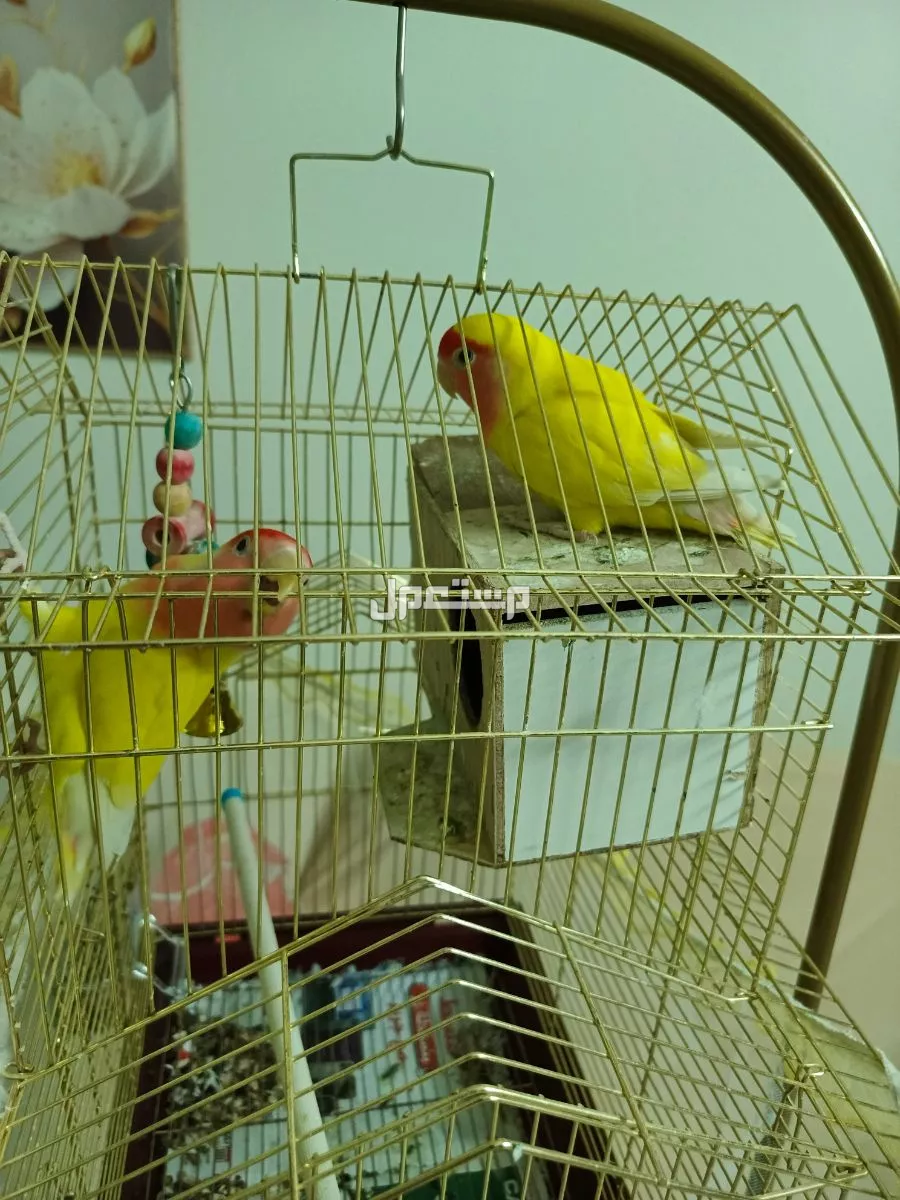 طيور روز زوج اليف العمر سته شهور بحاله سليمه بجده