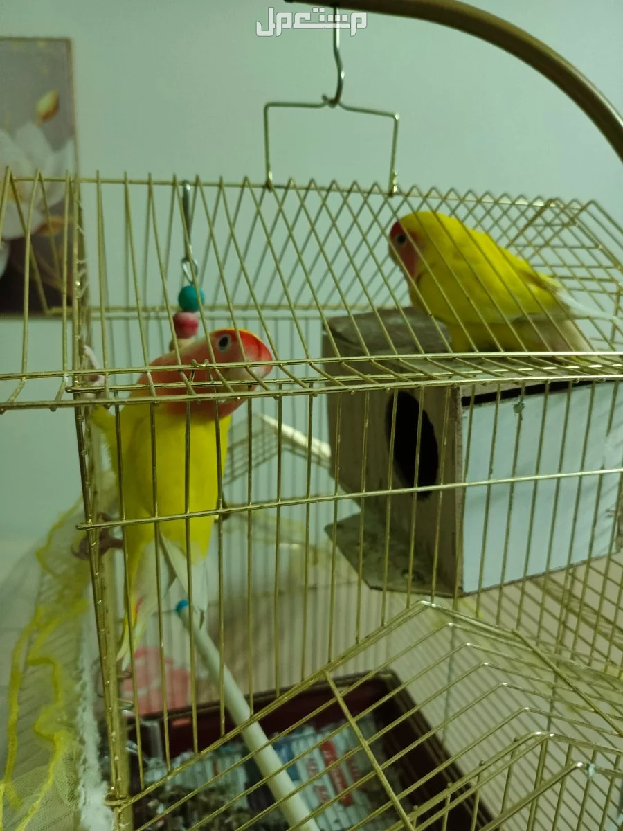 طيور روز زوج اليف العمر سته شهور بحاله سليمه بجده
