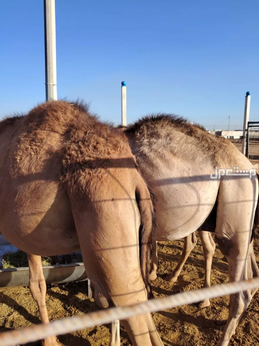 حاشي صومالي في تبوك بسعر 3 آلاف ريال سعودي