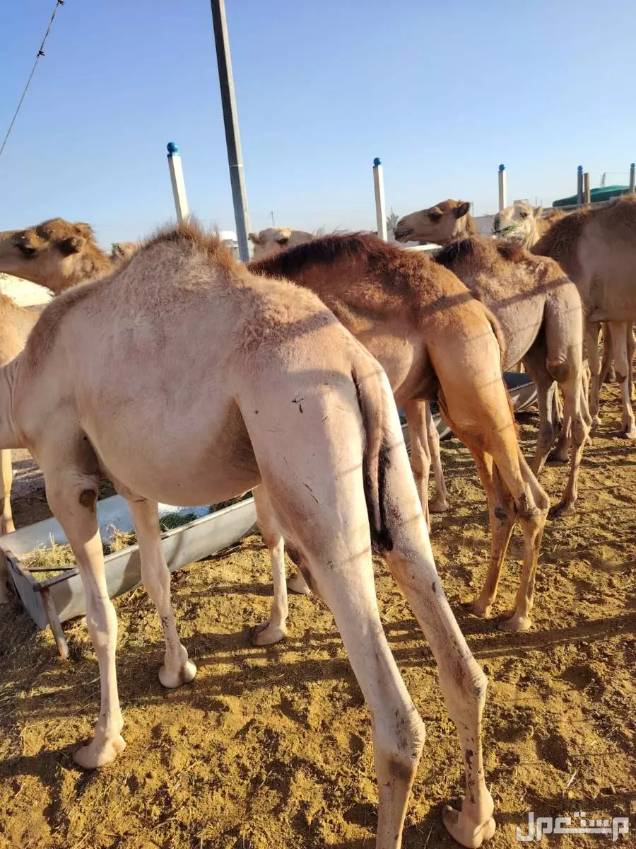 حاشي صومالي في تبوك بسعر 3 آلاف ريال سعودي