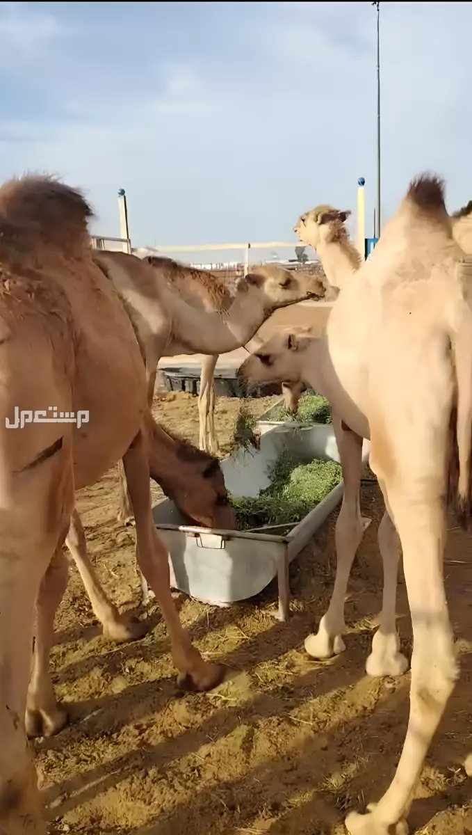 حاشي صومالي في تبوك بسعر 3 آلاف ريال سعودي