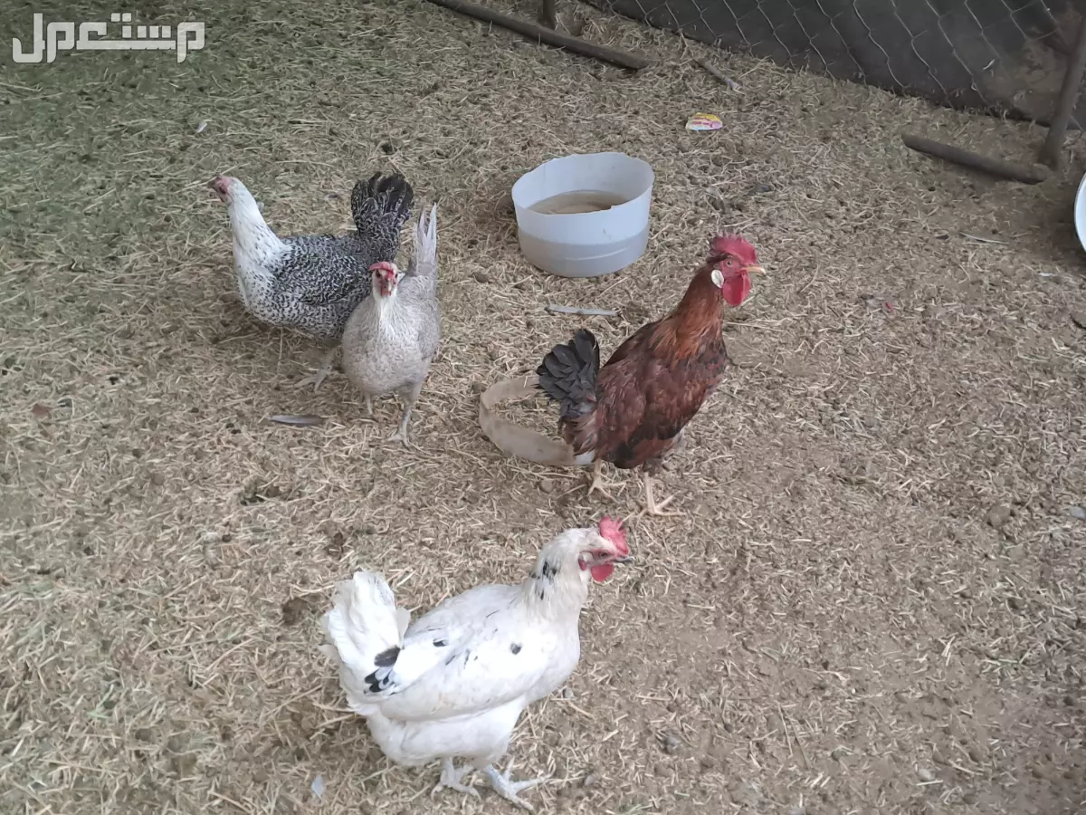دجاج بلدي نضيف الصحه ممتاز بسعر 315