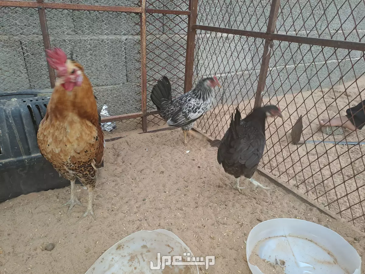 دجاج بلدي نضيف الصحه ممتاز بسعر 315