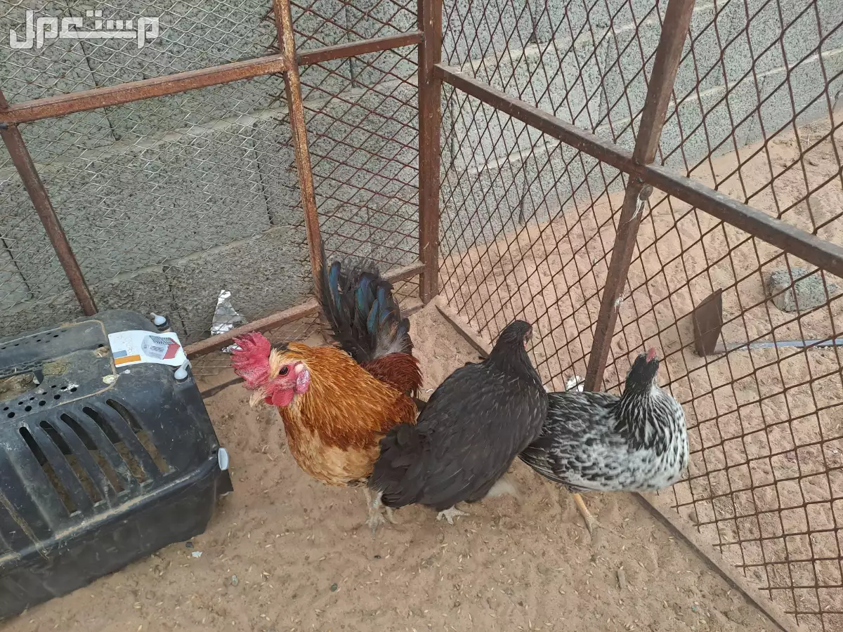 دجاج بلدي نضيف الصحه ممتاز بسعر 315