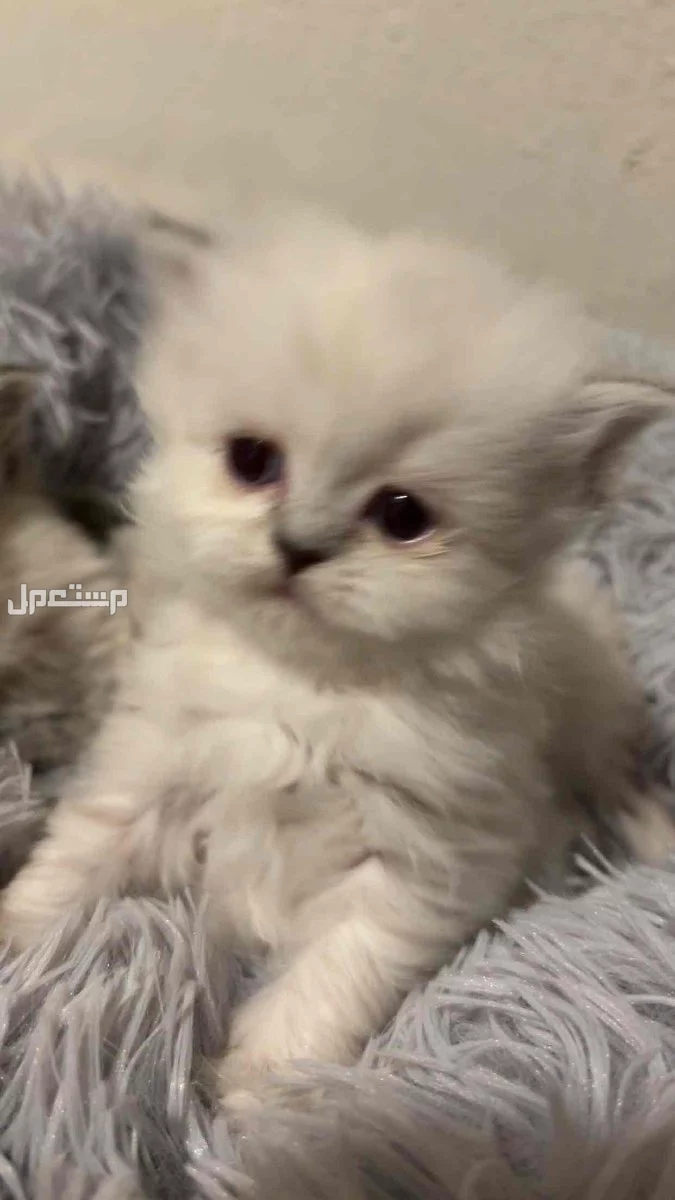 للبيع كيتن في الرياض بسعر 400 ريال للواحد