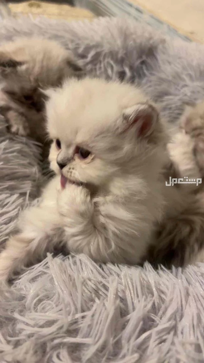 للبيع كيتن في الرياض بسعر 400 ريال للواحد