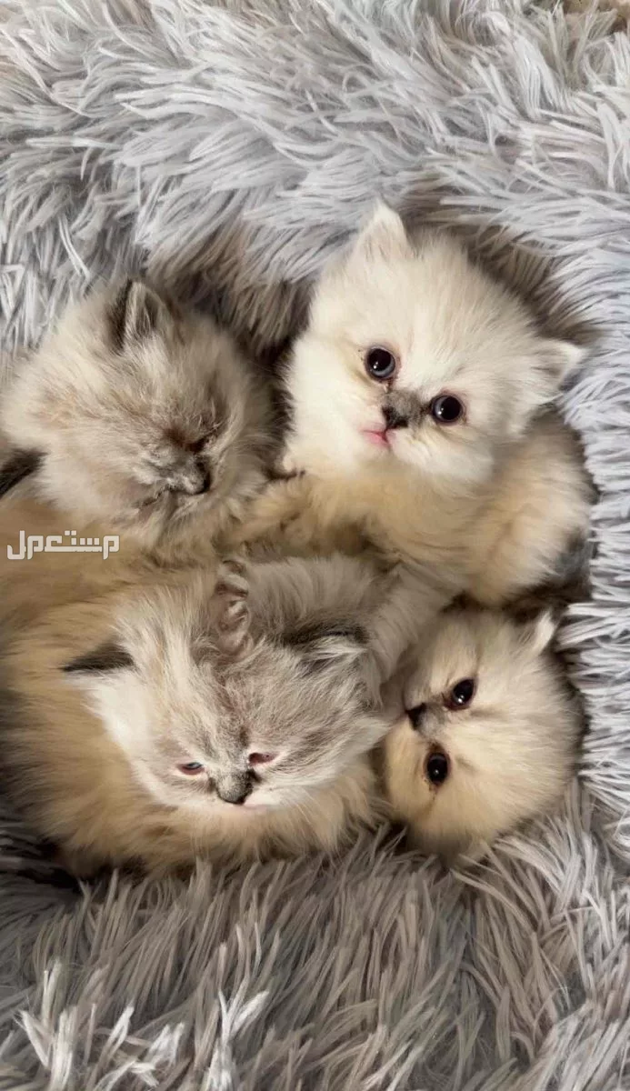 للبيع كيتن في الرياض بسعر 400 ريال للواحد