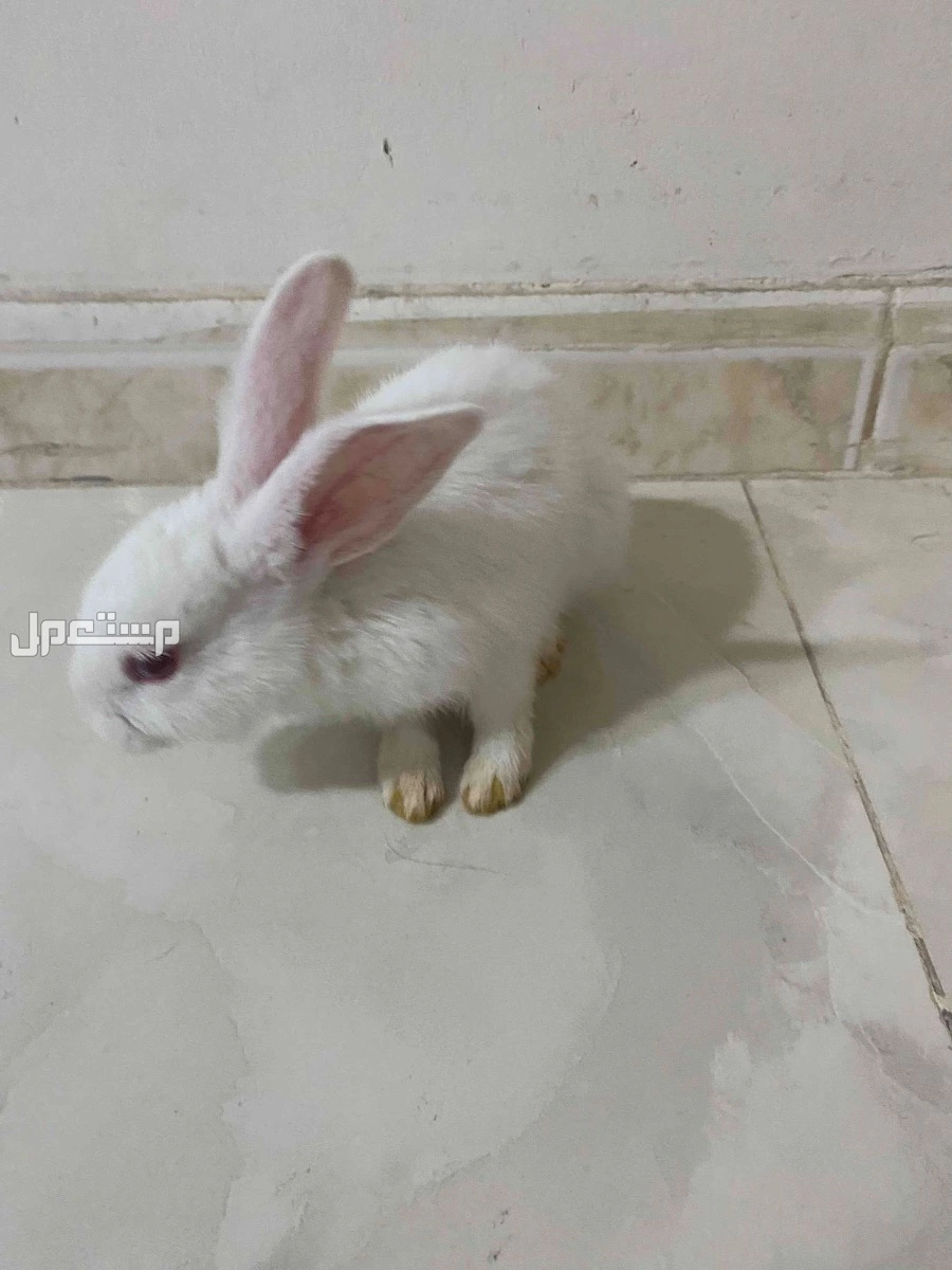 ارنب للبيع في الدمام حي طيبه السعر على السوم