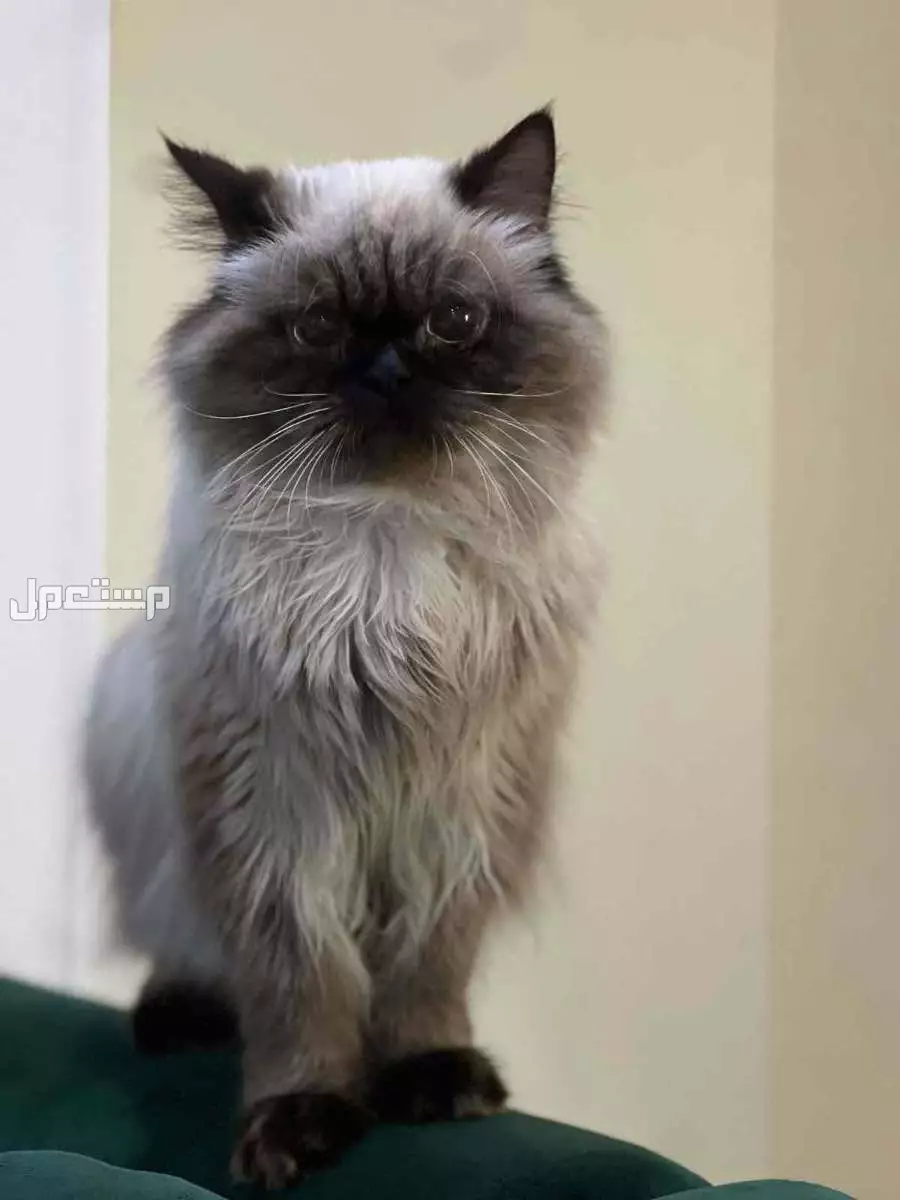قطه للبيع