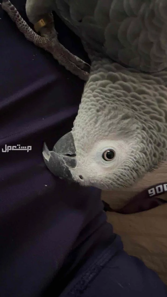 للبيع كاسكو افريقي ثلجي مكة المكرمة الشوقية