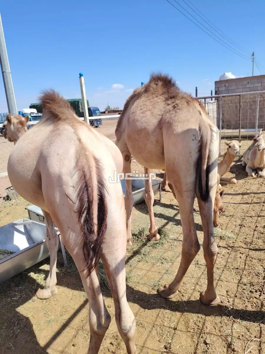 قعدان تربيه و جديد للبيع  في تبوك بسعر 3 آلاف ريال سعودي