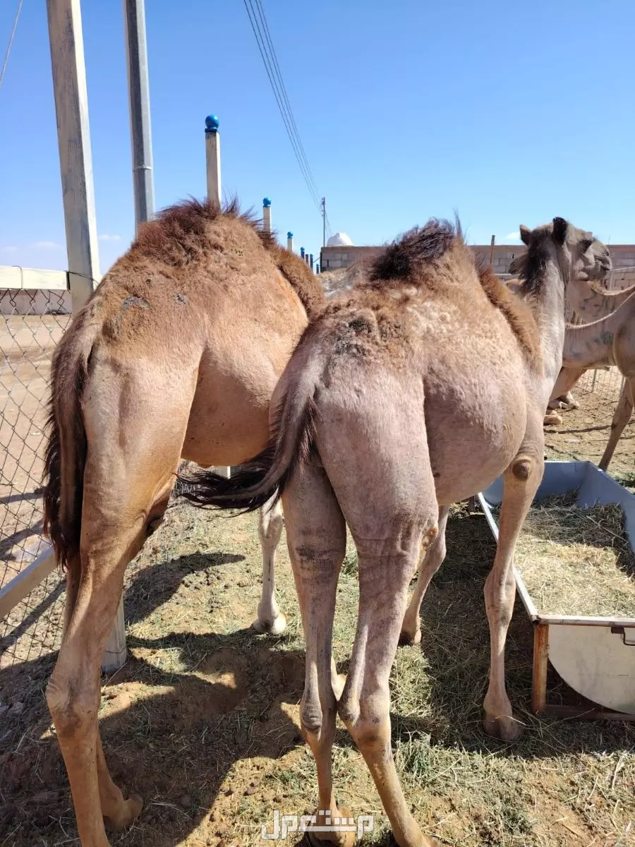 قعدان تربيه و جديد للبيع  في تبوك بسعر 3 آلاف ريال سعودي