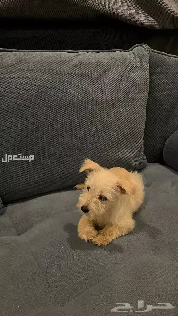 كلب شيتزو العمر شهرين نوع ذكر للبيع