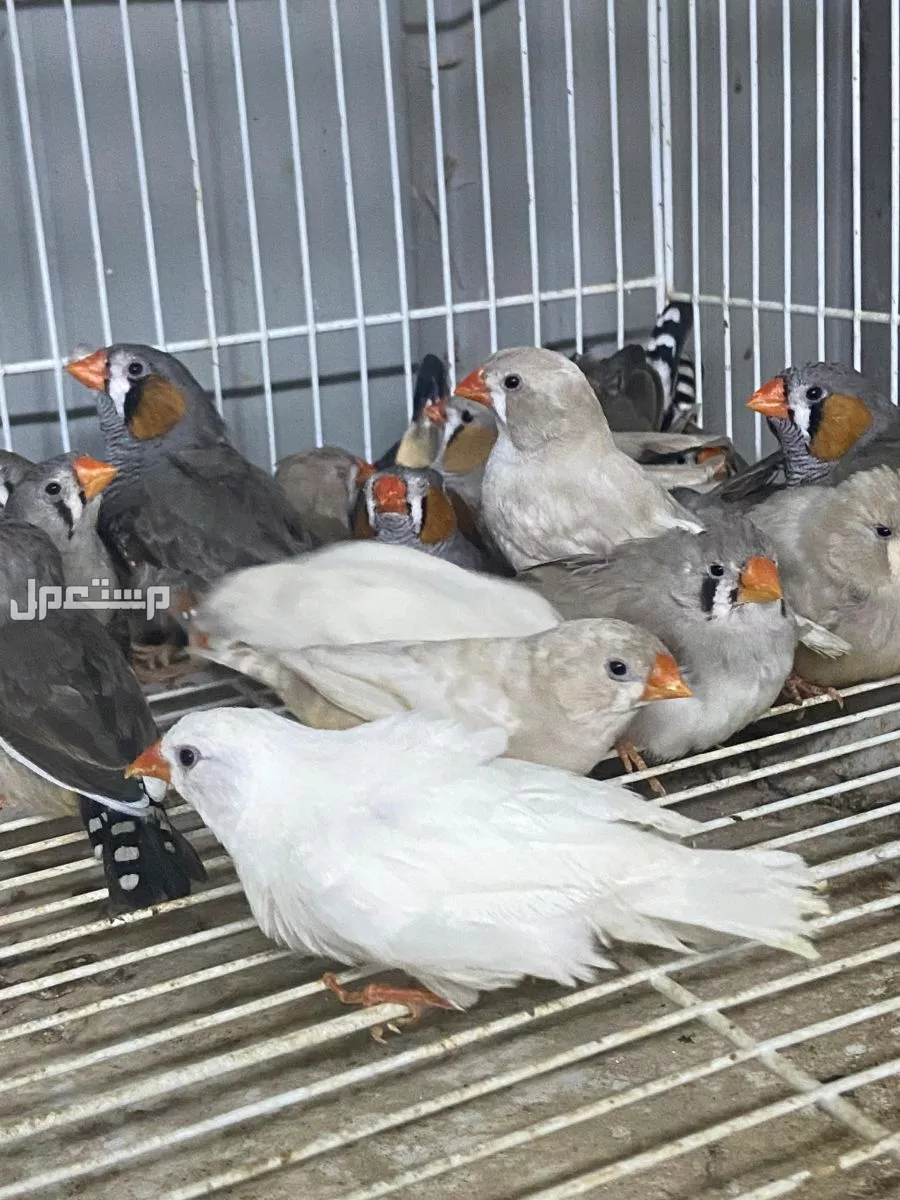 زيبرا هولندي ومكس في الرياض ع السوم