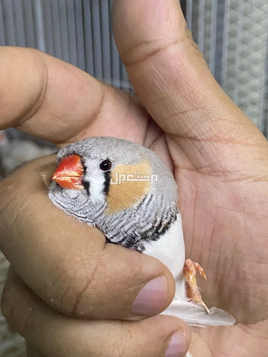 زيبرا هولندي ومكس في الرياض ع السوم