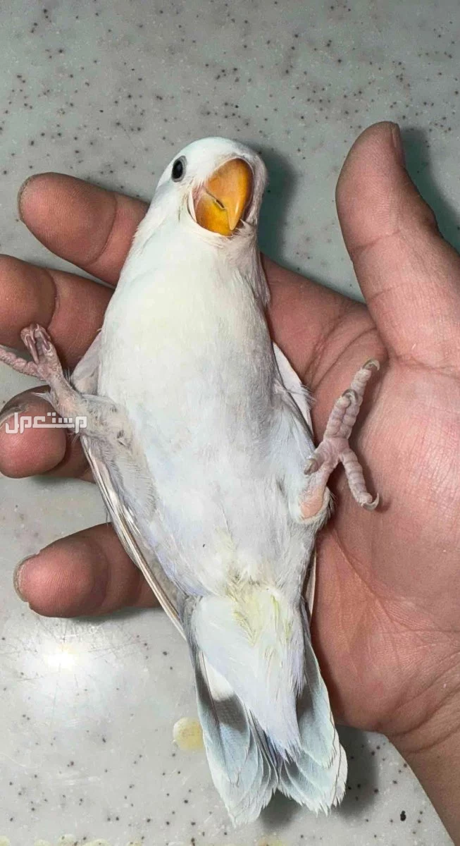 للبيع روز اليف نهايه غر ف الاحساء