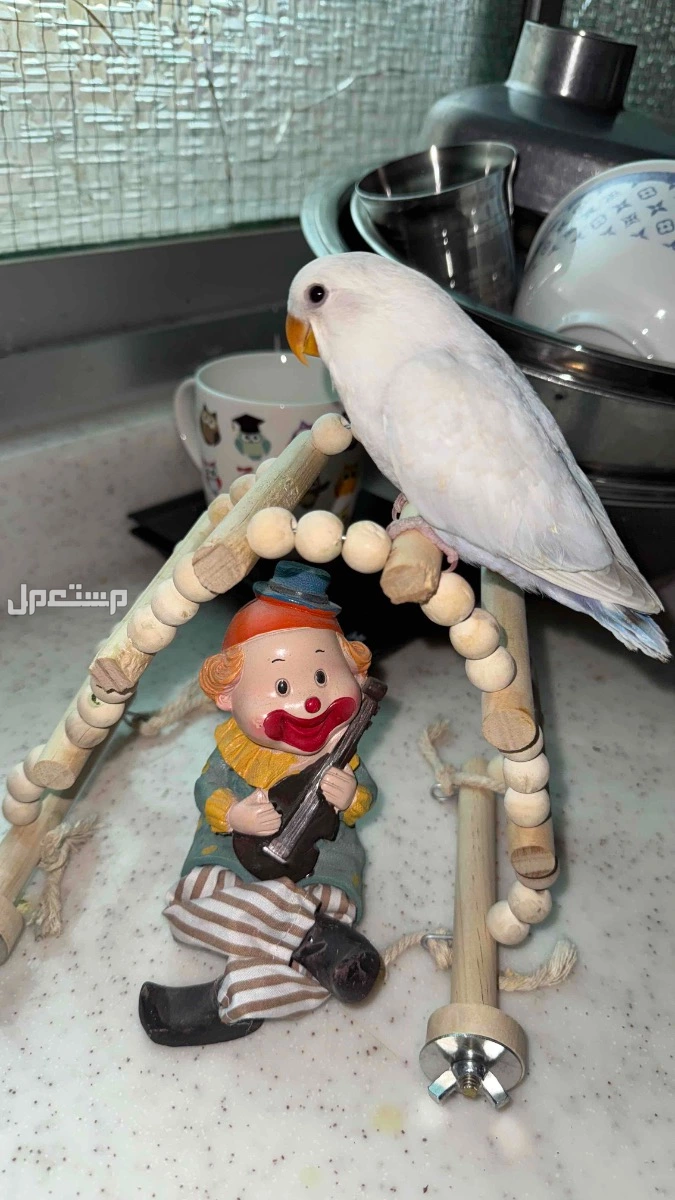 للبيع روز اليف نهايه غر ف الاحساء
