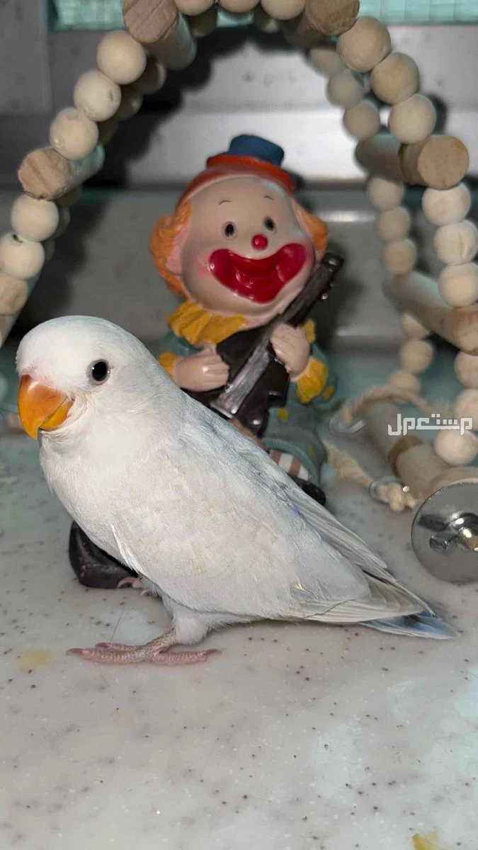 للبيع روز اليف نهايه غر ف الاحساء