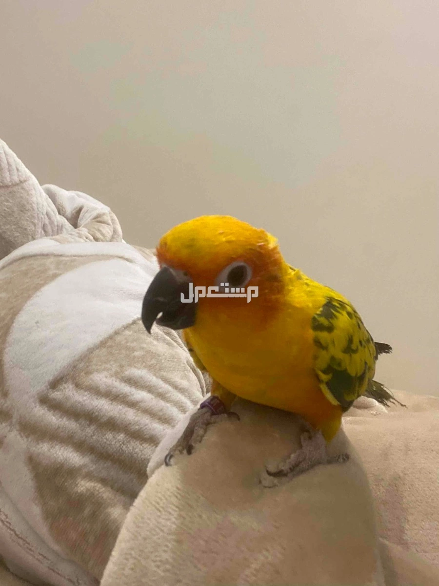 ببغاء صن كنيور بالرياض بسعر الف ريال سعودي