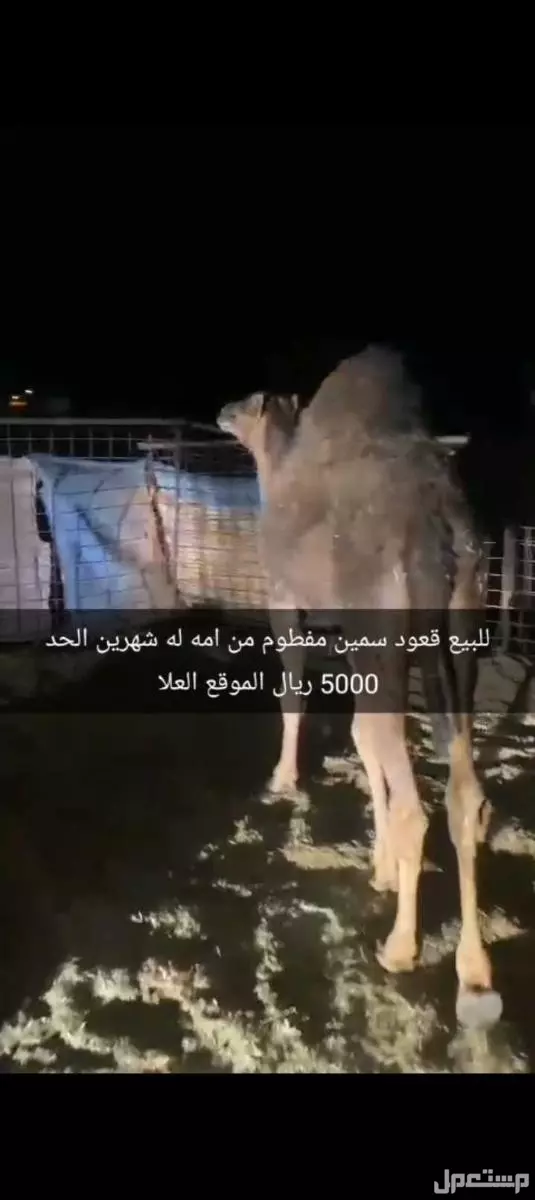 للبيع قعود العمر 11 شهر سمين مره