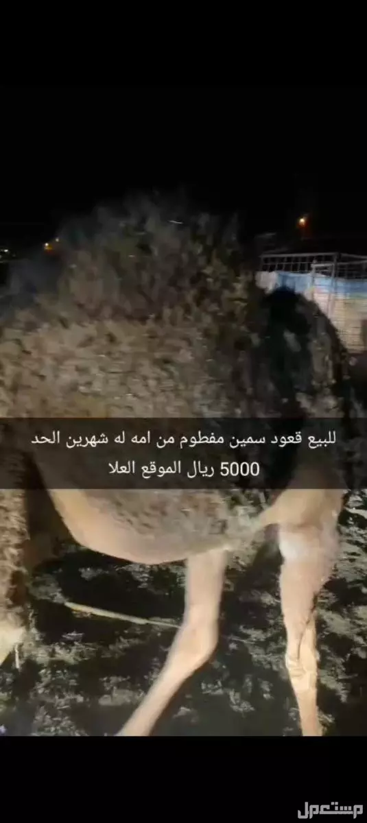 للبيع قعود العمر 11 شهر سمين مره